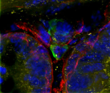 Confocal - 4 Colors