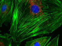 Light Microscopy - Cells Composite