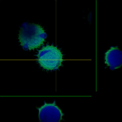 Confocal - Pollen