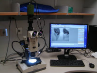 Light Microscopy - Stereo