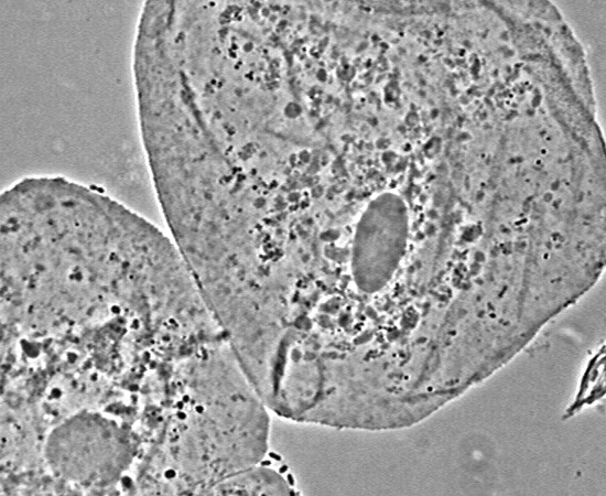 Light Microscopy - Cheek