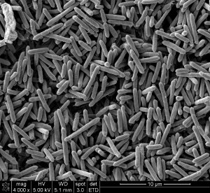 microscopy scanning electron microscopy campus microscopy scanning election microscope