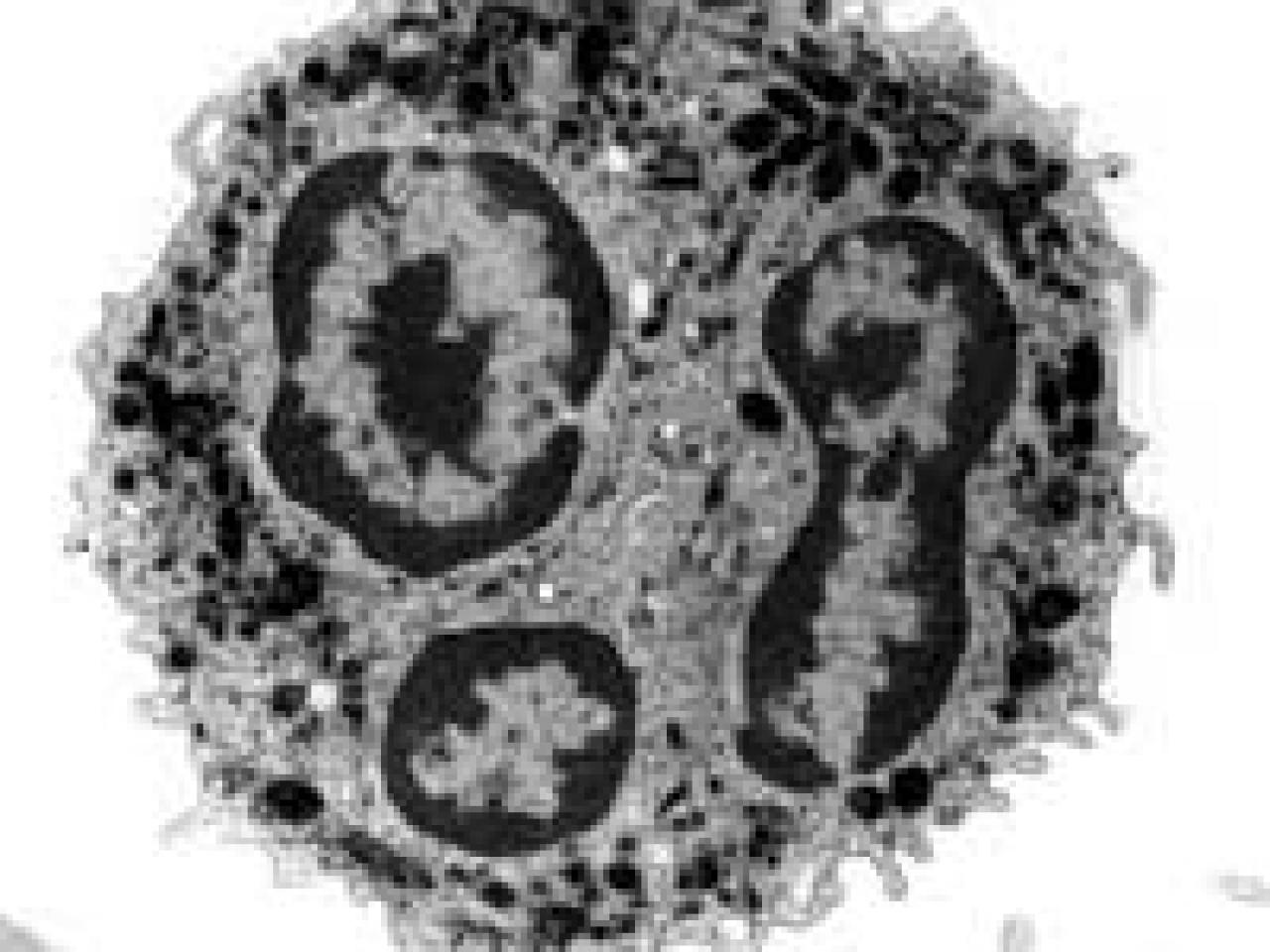 A transmission electron microscope (TEM) image showing a cross-section of what appears to be a white blood cell or leukocyte. The cell is roughly circular and contains multiple dark-staining nuclei (likely 3-4 visible) characteristic of polymorphonuclear cells. The nuclei appear as distinct lobed structures within the cell, and the cytoplasm contains numerous small granules giving it a speckled appearance. The image is in black and white with the cell structure clearly visible against a lighter background.