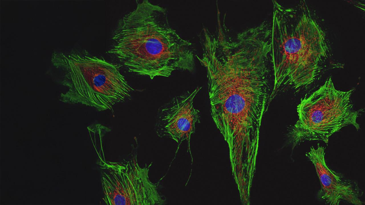 Fluorescence image of cells in culture